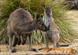 More Kangaroo's - Kangaroo Island