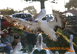 Pelican Feeding - Kangaroo Island