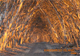 Bush Track at Sunset - Kangaroo Island