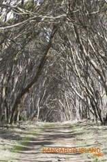 Bush Track - Kangaroo Island