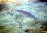 Fish in the shallows at Chapman River - Kangaroo Island 