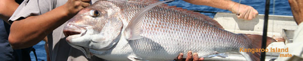 Snapper Fishing - Kangaroo Island