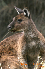 Kangaroo Island - Kangaroo Portrait