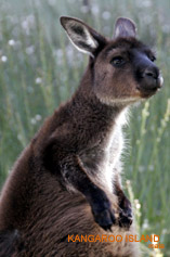 Kangaroo Island Kangaroo 