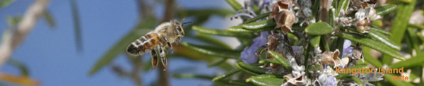 Lugurian Bee - Kangaroo Island