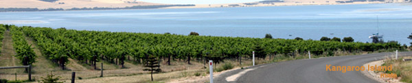 Vineyard - Kangaroo Island